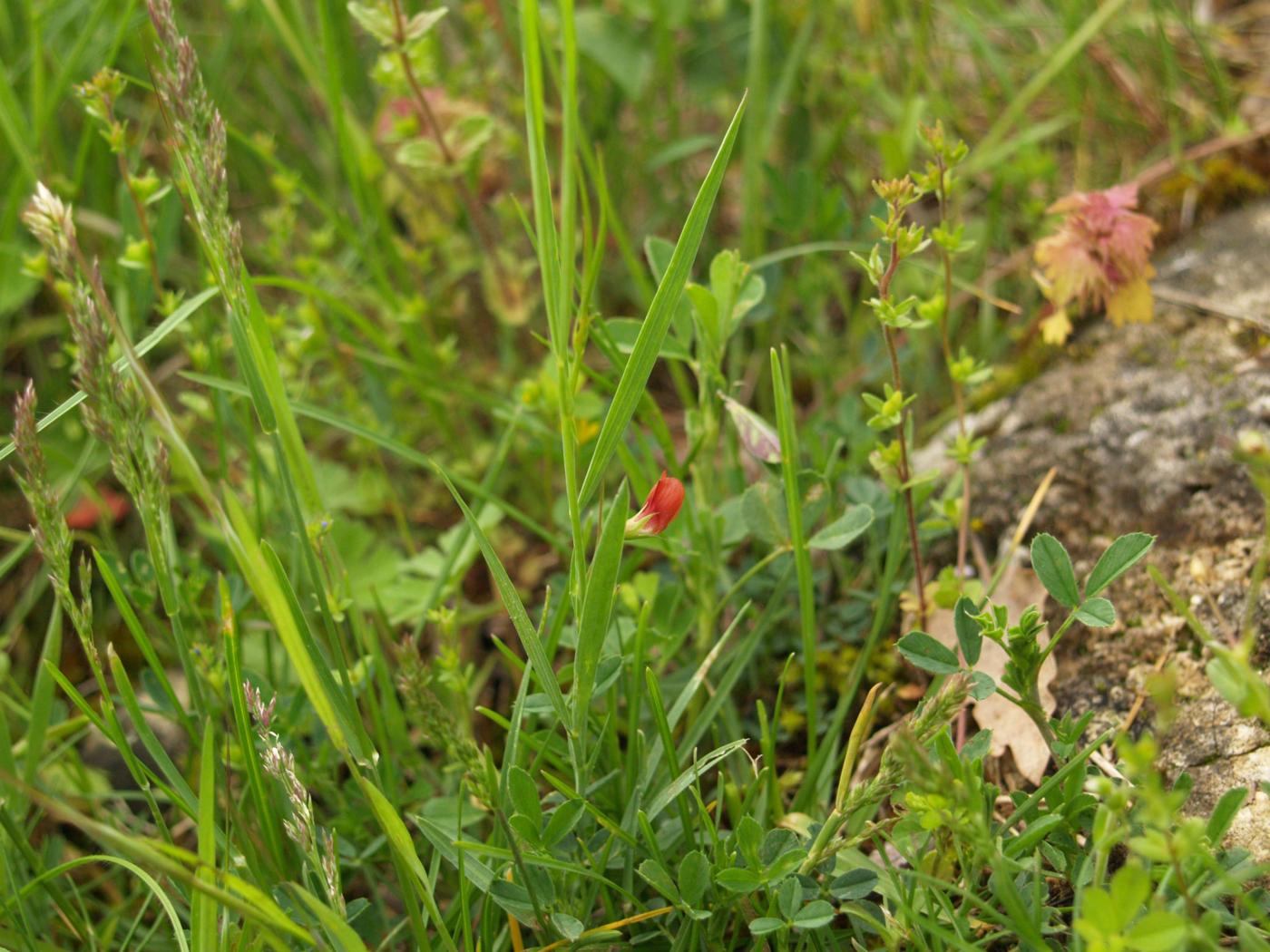 Vetchling, Round-seeded plant